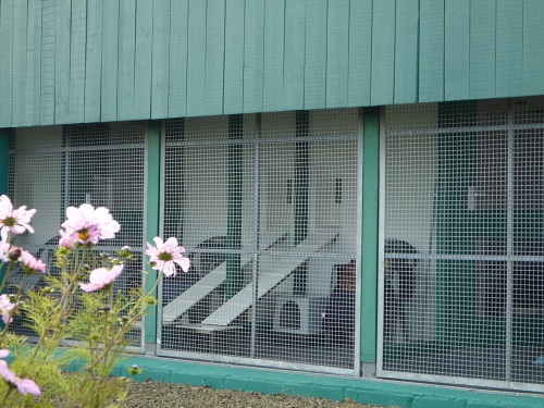 Side view of cattery