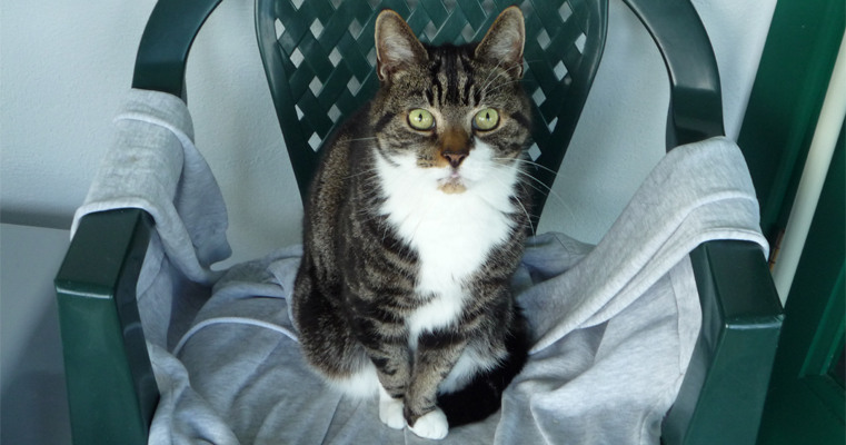 An image of a Cat named Leo