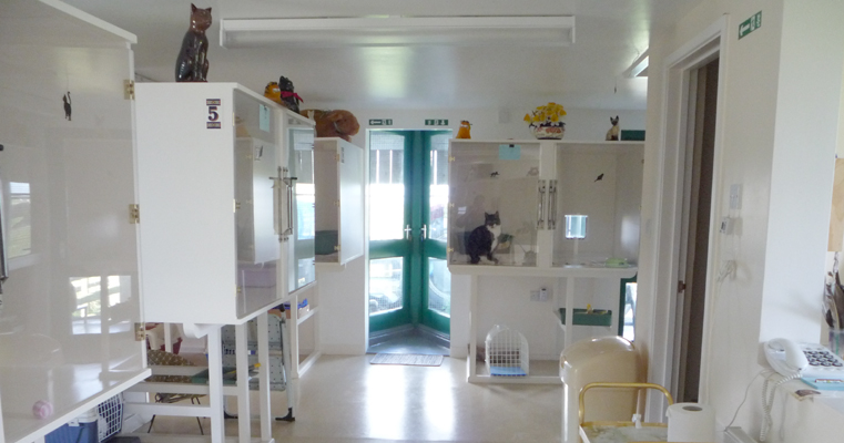 Inside the Cattery