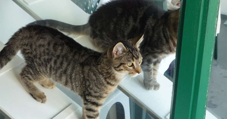 Purrfect Symetry