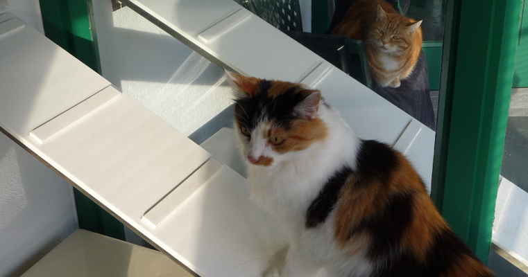 Molly on the ladder