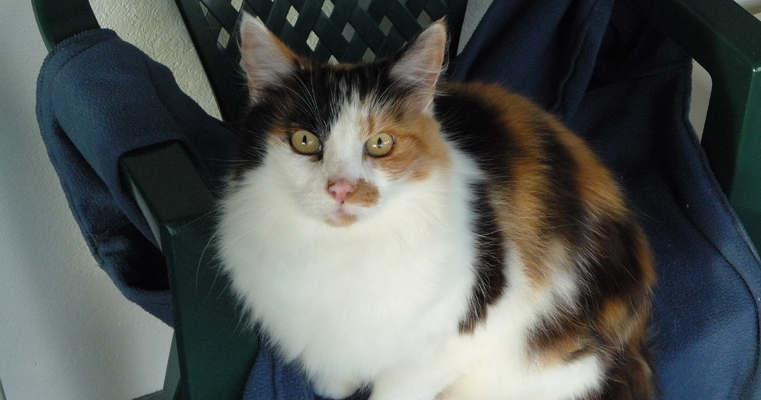 Molly